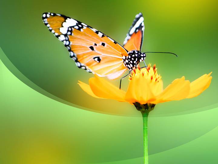 Powerpoint Butterfly Template
