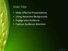 10151-wheat-ppt-template-0002-3