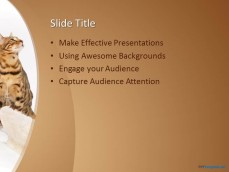 10243-cats-ppt-template-0001-3