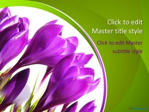 Free Crocus Flower PPT Template