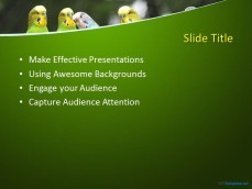 10297-parrots-ppt-template-0001-2