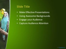 10297-parrots-ppt-template-0001-3