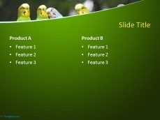 10297-parrots-ppt-template-0001-4